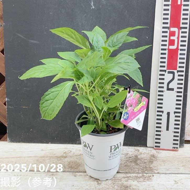 PW アジサイ サマーメドレー アリーバ 11cmロングポット｜花木04