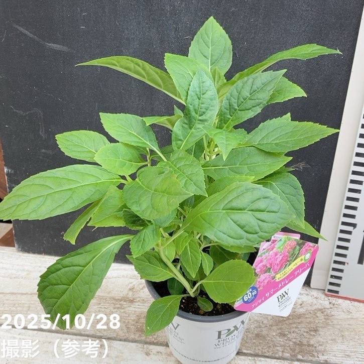 PW アジサイ サマーメドレー アリーバ 11cmロングポット｜花木04-PA