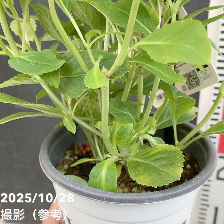 【正規品】PWサマーメドレーアリーバ(タグあり)あじさい苗5号鉢メルカリ便 正規品】PWサマーメドレーアリーバ(タグあり)あじさい苗5号鉢