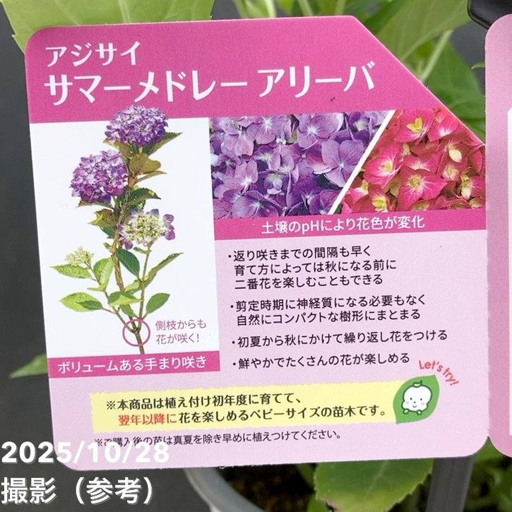 PW アジサイ サマーメドレー アリーバ 11cmロングポット｜花木04