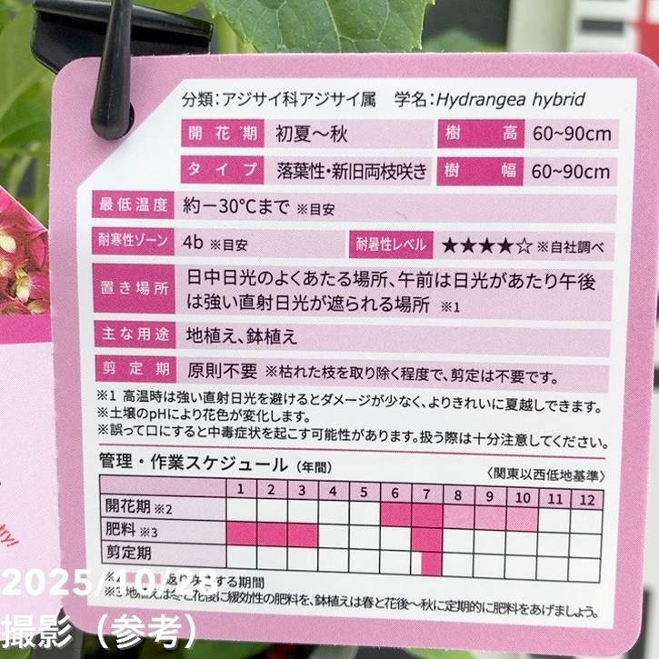 PW アジサイ サマーメドレー アリーバ 11cmロングポット｜花木04-PA