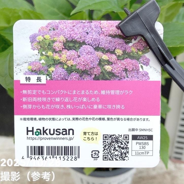 花栽培 PW アジサイ サマーメドレー アリーバ 11cmロングポット｜花木04