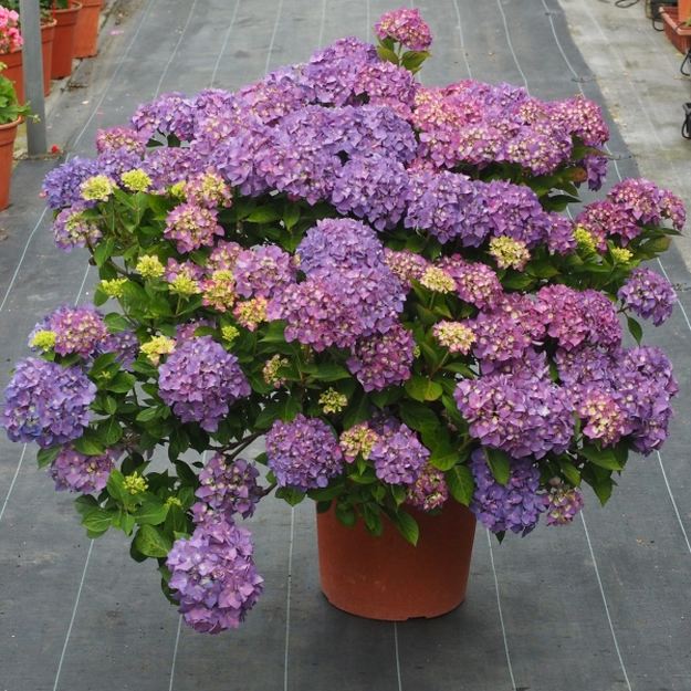 PW アジサイ サマーメドレー アリーバ 11cmロングポット｜花木04-PA