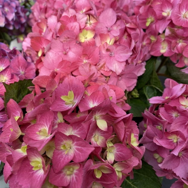 PW アジサイ サマーメドレー アリーバ 11cmロングポット｜花木04-PA