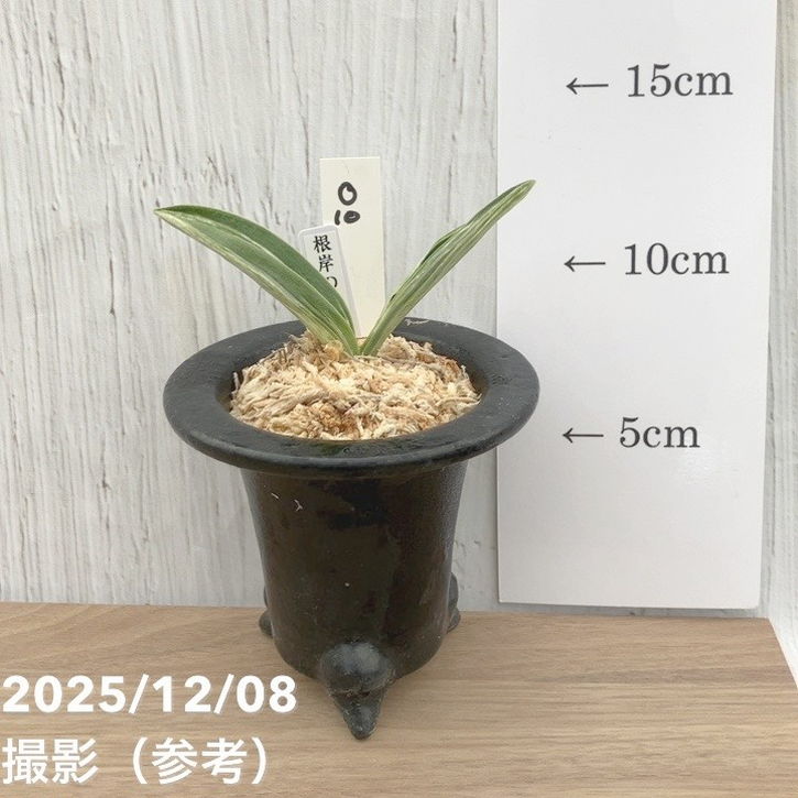 現品お届け】豊明園 万年青 オモト 根岸の松 江戸 陶器鉢（O10）｜観葉