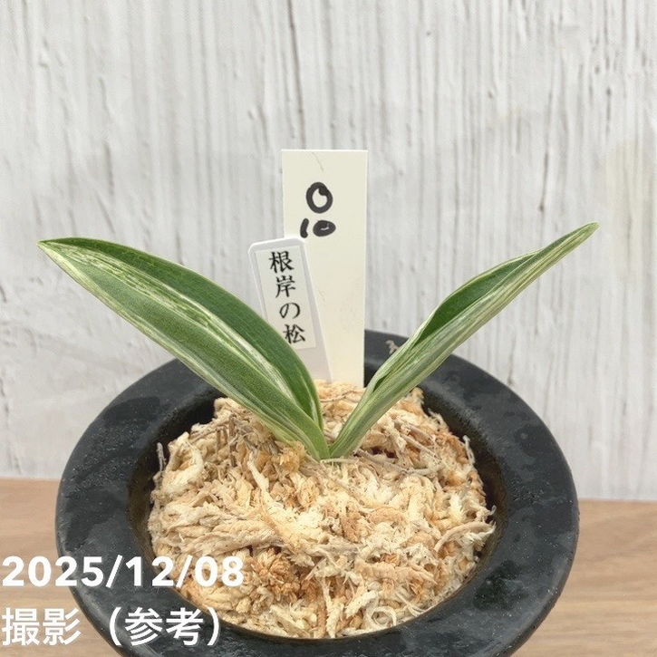 現品お届け】豊明園 万年青 オモト 根岸の松 江戸 陶器鉢（O10）｜観葉