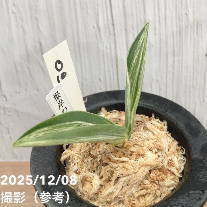 現品お届け】豊明園 万年青 オモト 根岸の松 江戸 陶器鉢（O10）｜観葉