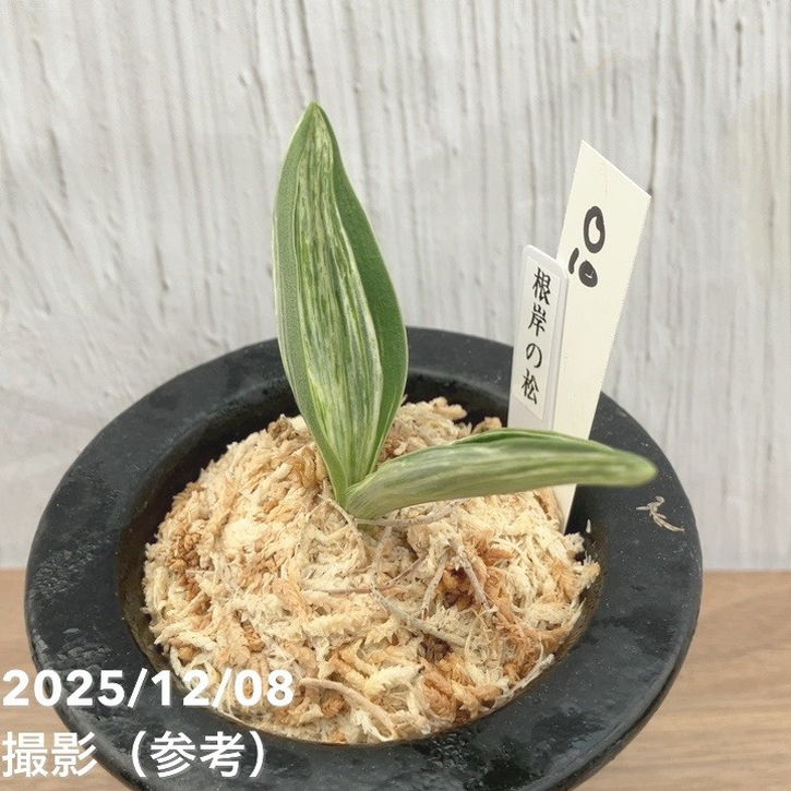 現品お届け】豊明園 万年青 オモト 根岸の松 江戸 陶器鉢（O10）｜観葉