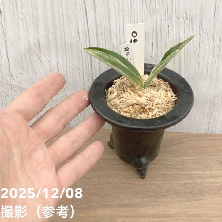 現品お届け】豊明園 万年青 オモト 根岸の松 江戸 陶器鉢（O10）｜観葉