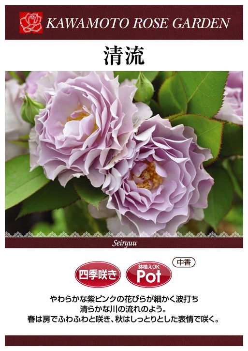 バラ大苗 清流 7号ロングスリット鉢 河本バラ園 河本純子さん｜花木04