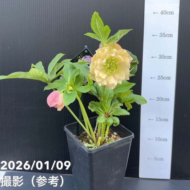 一点物】堀切園 クリスマスローズ ウィンターシンフォニー 5号角鉢