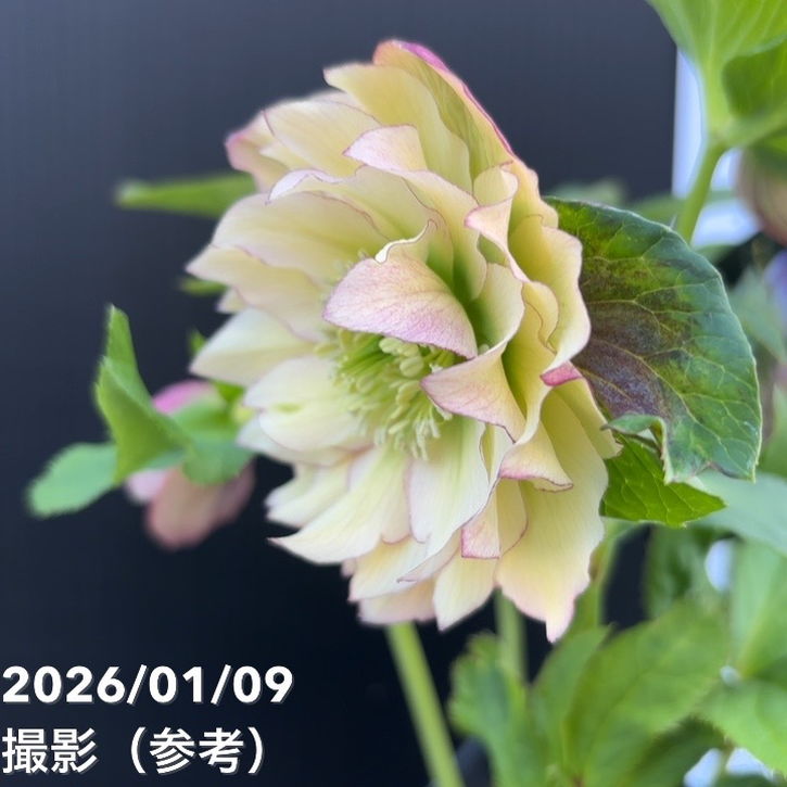 一点物】堀切園 クリスマスローズ ウィンターシンフォニー 5号角鉢