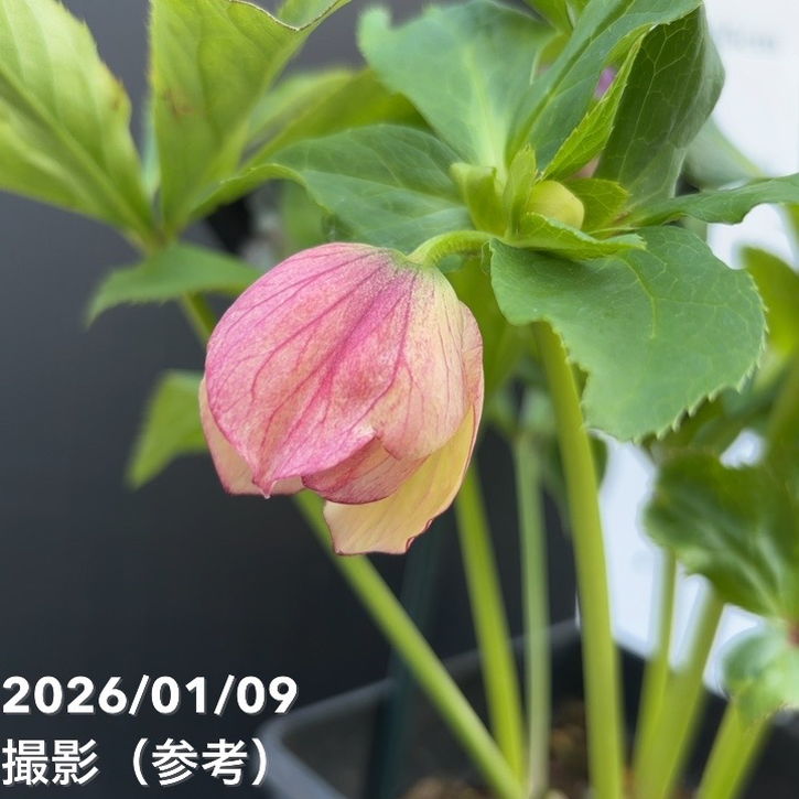 一点物】堀切園 クリスマスローズ ウィンターシンフォニー 5号角鉢