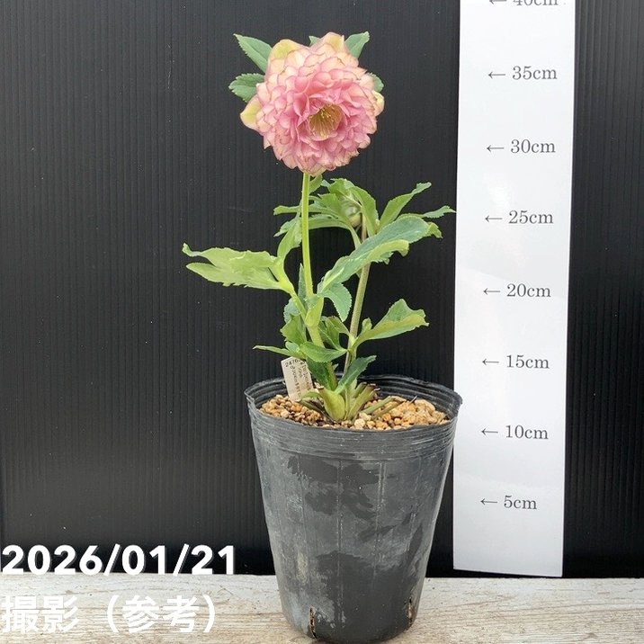 かぁむぅ様ご購入苗㉖-134クリスマスローズ かぁむぅ様ご購入苗㉕-229