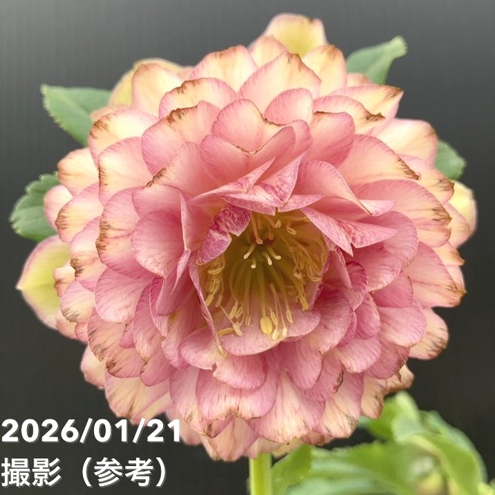 一点物】加藤農園 クリスマスローズ 4.5号（KT19）｜山野04-PA | 草花