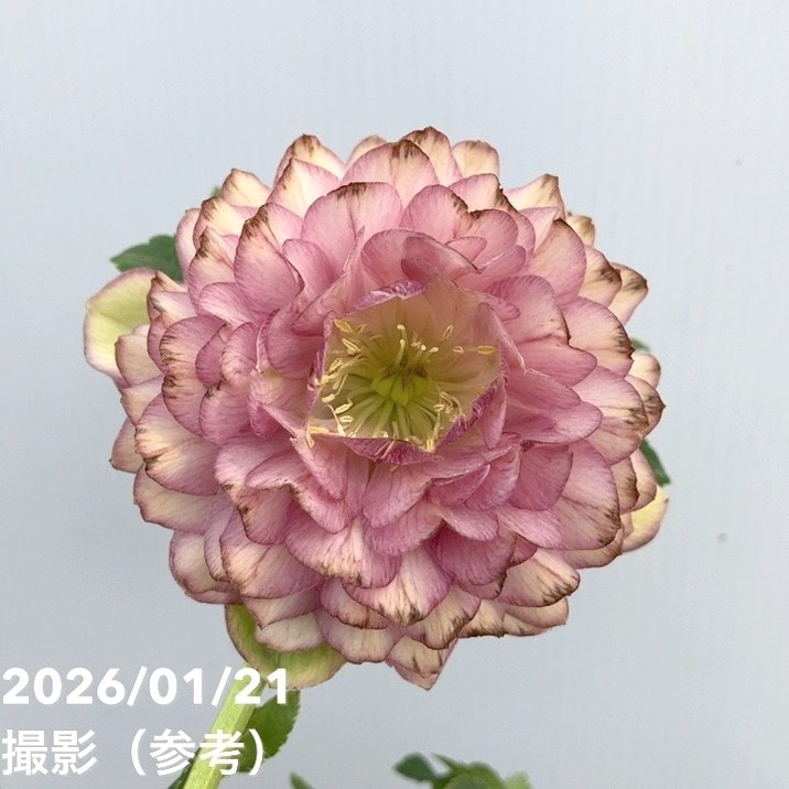 一点物】加藤農園 クリスマスローズ 4.5号（KT19）｜山野04-PA | 草花