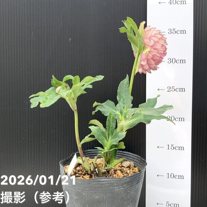 かずりん様マスカット　ローズ　1キロ かずりん様マスカット ローズ 1キロ 1391174_00_1742258119.jpg