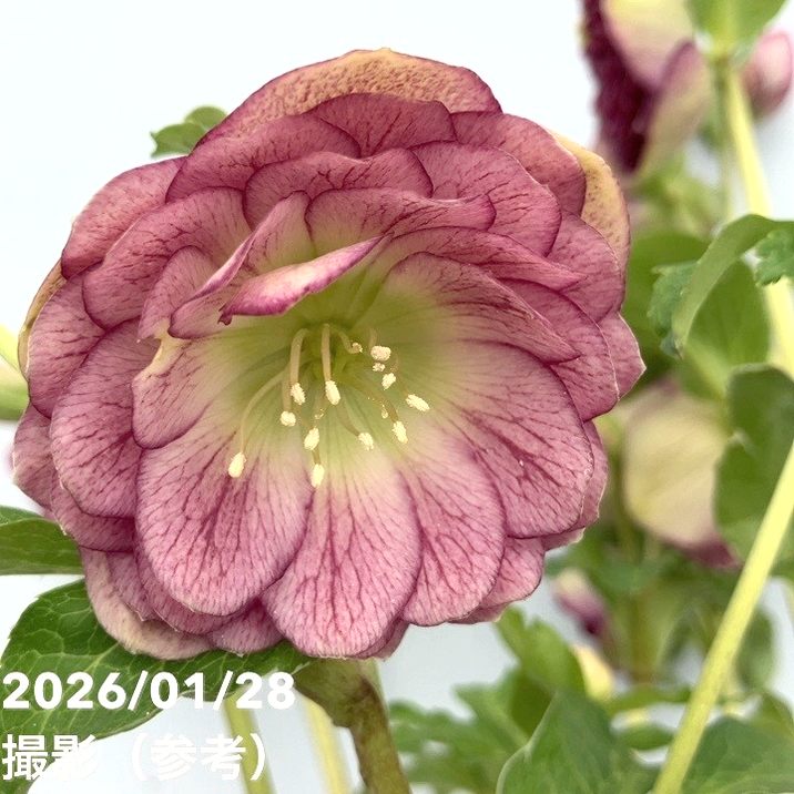 一点物】加藤農園 クリスマスローズ 4.5号（KT83）｜山野04-PA | 草花