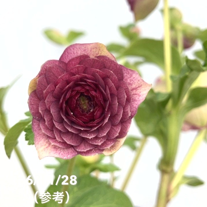 元親株 エクリプス 充実株 加藤農園 クリスマスローズ 未株分 元親株