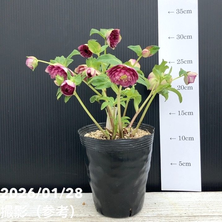 一点物】加藤農園 クリスマスローズ 4.5号（KT83）｜山野04-PA | 草花