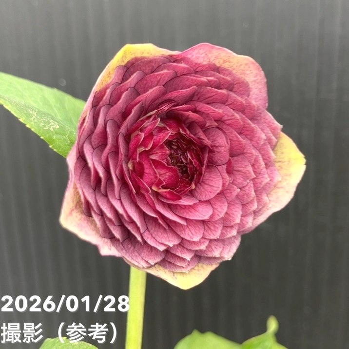 一点物】加藤農園 クリスマスローズ 4.5号（KT83）｜山野04-PA | 草花