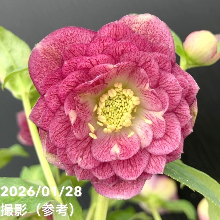 一点物】加藤農園 クリスマスローズ 4.5号（KT83）｜山野04-PA | 草花