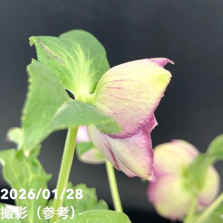 一点物】加藤農園 クリスマスローズ 4.5号（KT83）｜山野04-PA | 草花