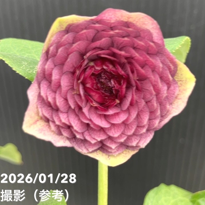 一点物】加藤農園 クリスマスローズ 4.5号（KT83）｜山野04-PA | 草花