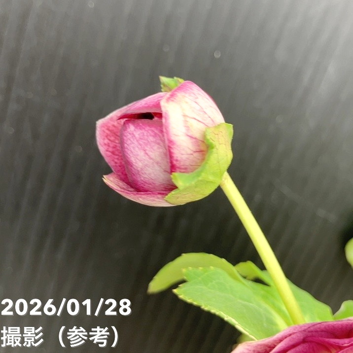 一点物】加藤農園 クリスマスローズ 4.5号（KT83）｜山野04-PA | 草花