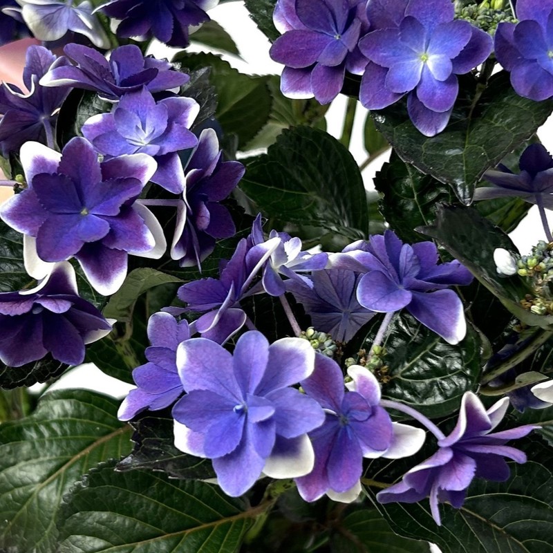 母の日 アジサイ