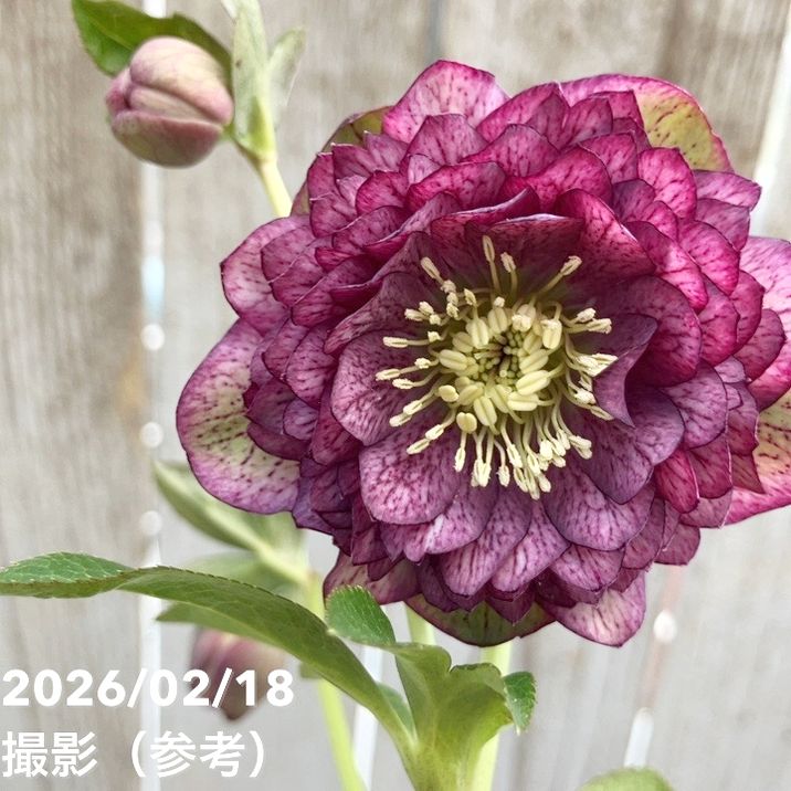 一点物】広瀬園芸 クリスマスローズ 4号（HR38）｜山野04-PA | 草花