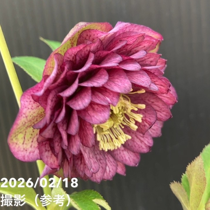 一点物】広瀬園芸 クリスマスローズ 4号（HR38）｜山野04-PA | 草花