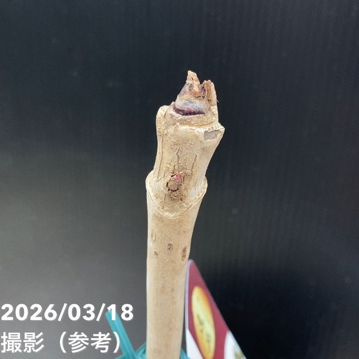 山添 ルードザーナなし トゲなし赤芽タラ 七島タラ 4号ロング 3年生｜果樹04-PA | 果樹 | 赤塚