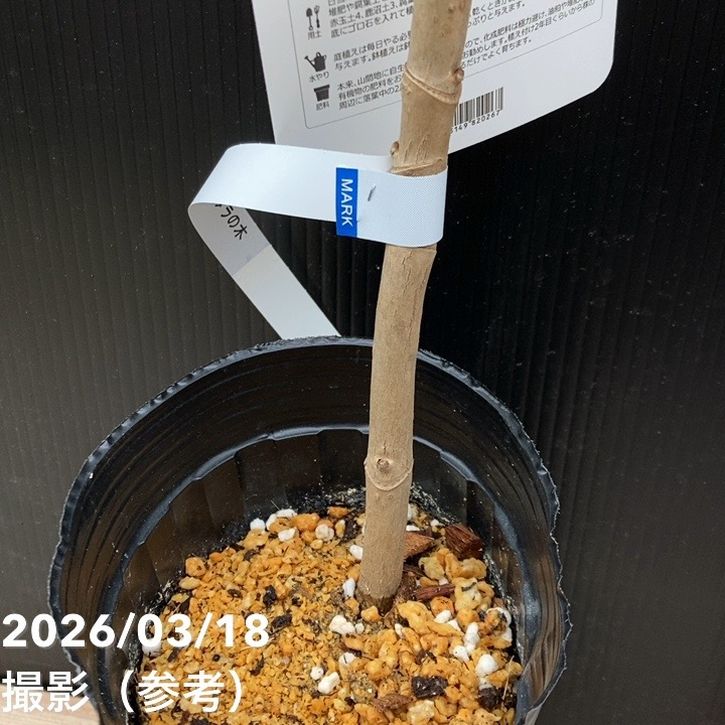 トゲなし赤芽タラ 七島タラ 4号ロング 3年生｜果樹04-PA | 果樹 | 赤塚