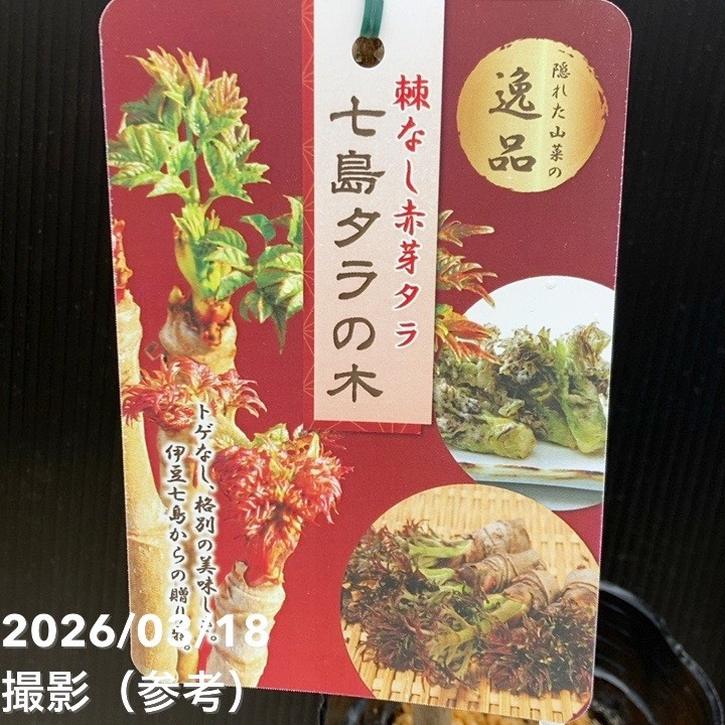 トゲなし赤芽タラ 七島タラ 4号ロング 3年生｜果樹04-PA | 果樹 | 赤塚