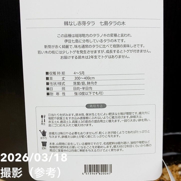 トゲなし赤芽タラ 七島タラ 4号ロング 3年生｜果樹04-PA | 果樹 | 赤塚