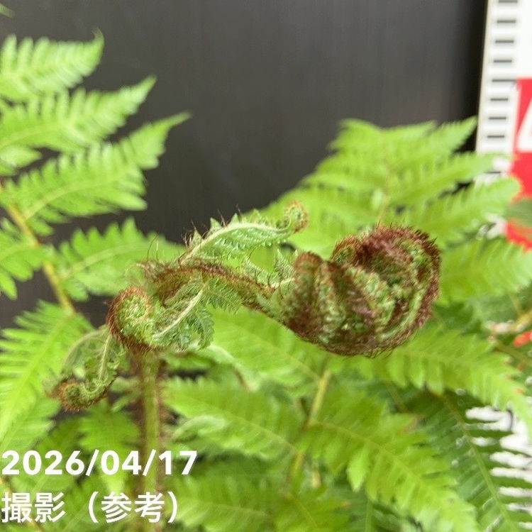 ヘゴ・クーペリ 5号｜観葉04-PA | 観葉・多肉 | 赤塚植物園オンライン