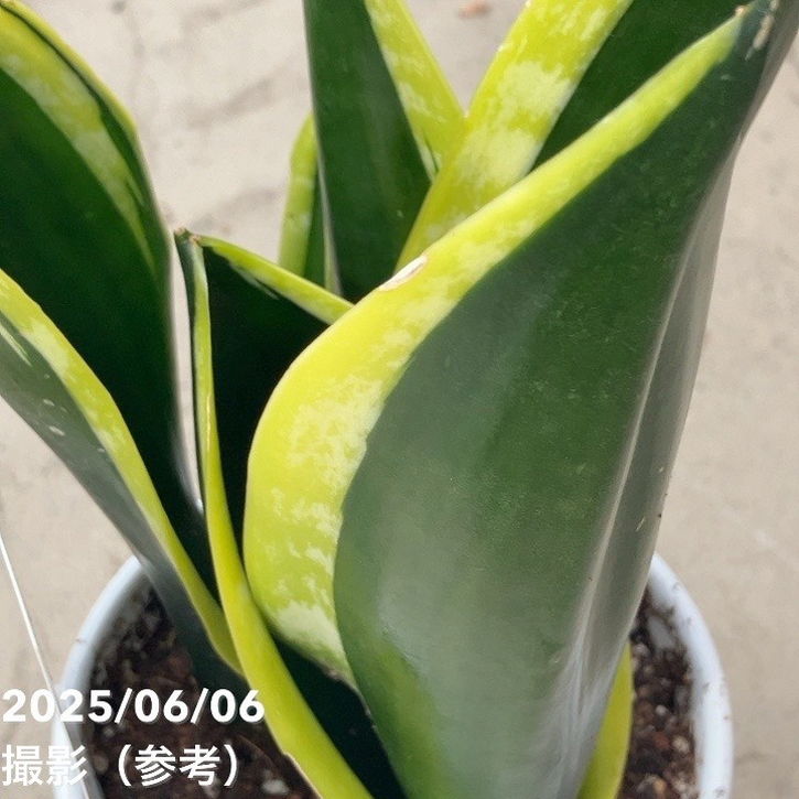 サンスベリア 4号 ブラックフレーム 白陶器鉢仕様｜観葉02-D2 | 観葉