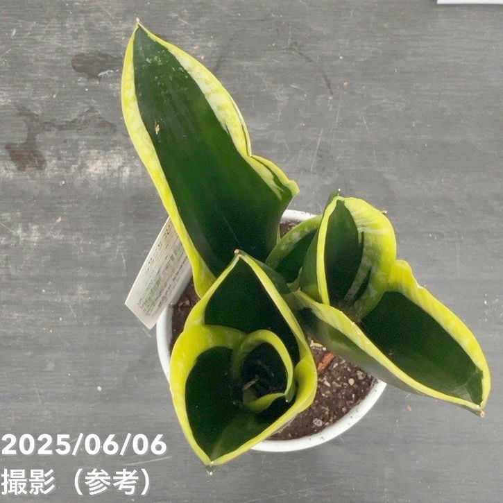 サンスベリア 4号 ブラックフレーム 白陶器鉢仕様｜観葉02-D2 | 観葉