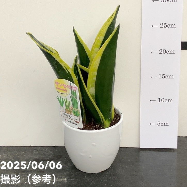 期間限定10％OFF！】サンスベリア 4号 ブラックフレーム 白陶器鉢仕様