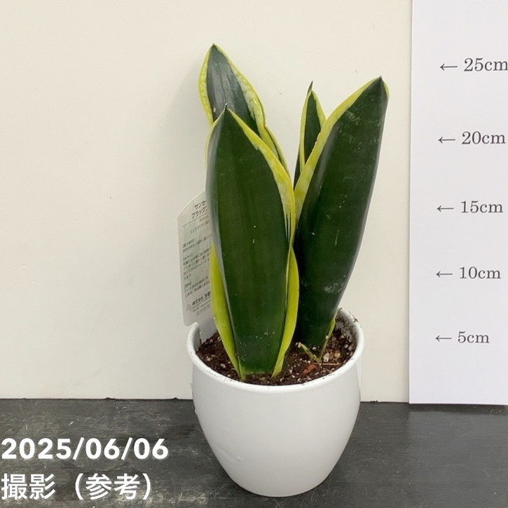 EMP サンセベリア ブラックキャッスル / 左が成長イメージSA421 EMP サンセベリア ブラックキャッスル / 左が成長イメージSA421