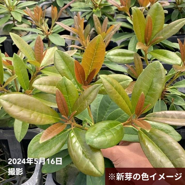つぼみ付き＞シャクナゲ スーパーローディー 3.5号 スイートハート