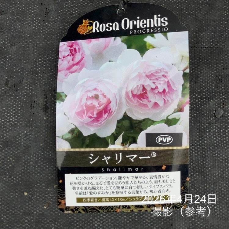 お買い得！】バラ大苗 シャリマー 7号 ロサ・オリエンティス
