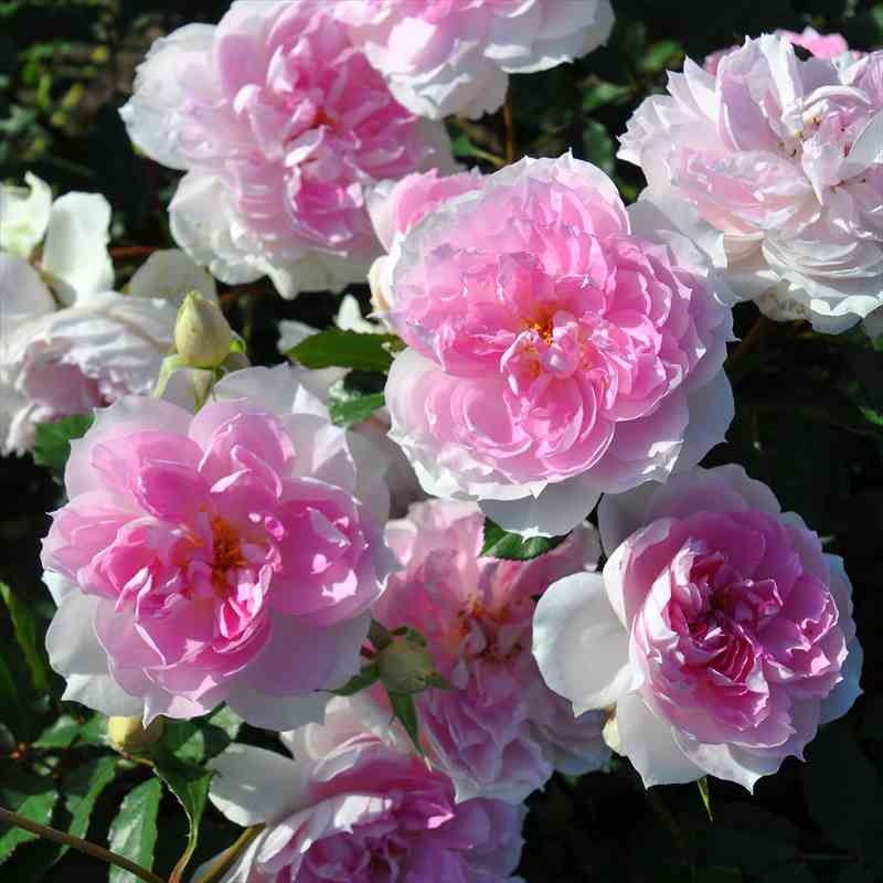 バラ大苗 シャリマー 7号 ロサ・オリエンティスプログレッシオ｜花木04