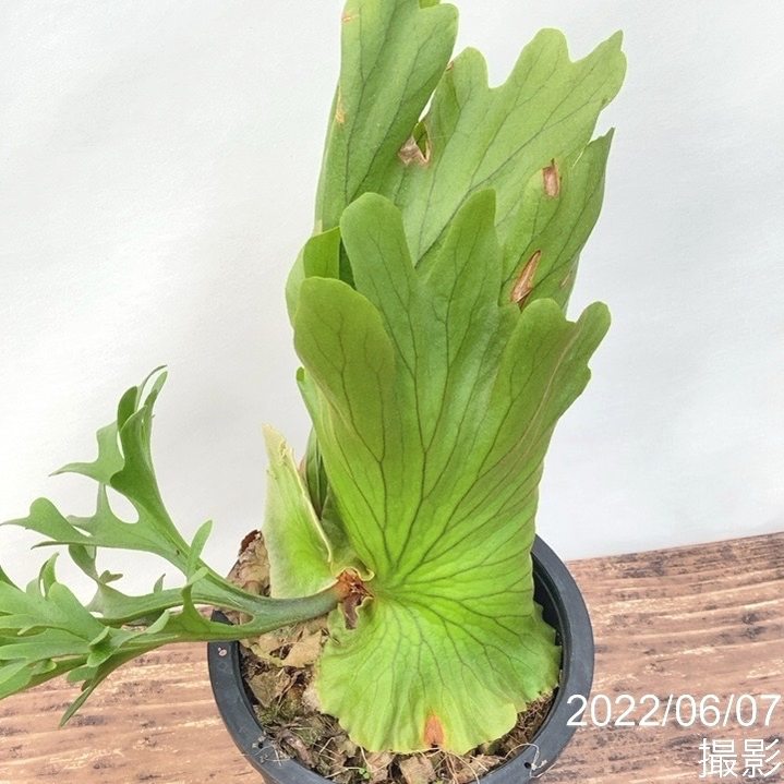 一点物 迫力の大株 コウモリラン ビカクシダ キッチャクード 5号 観葉 多肉 珍しい観葉 赤塚植物園オンライン 花の音