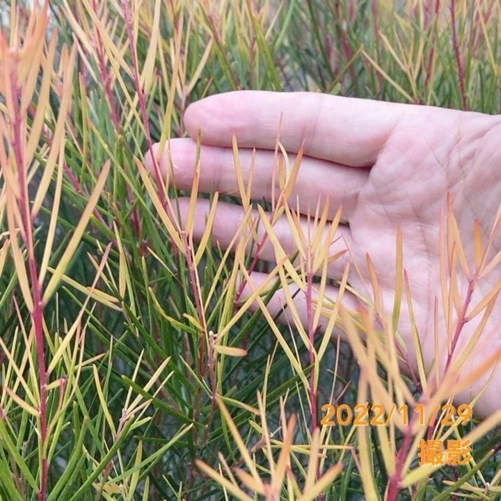 アカシア フェニックスゴールド 4号｜花木04-PA | 花木・庭木,[記念樹