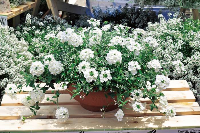 PW スーパーベナ ホワイト 3.5号×3株セット|草花04-PA