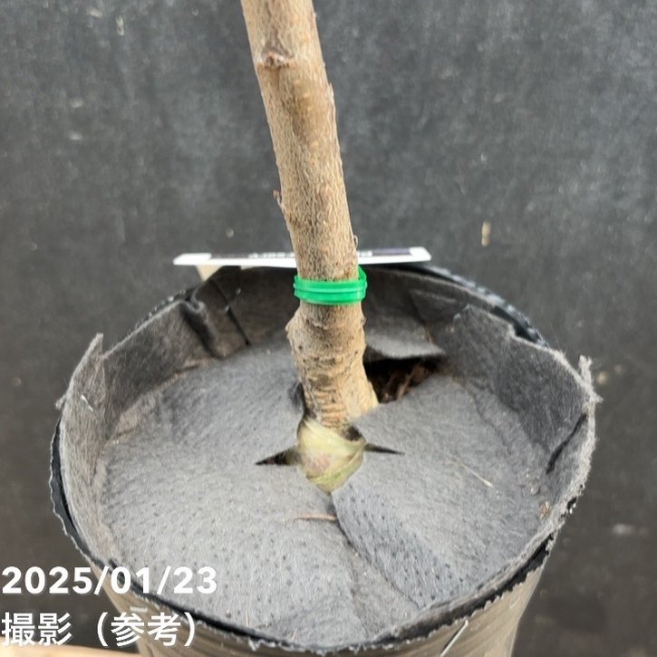 プラム バイオチェリー 4号ロングポット|果樹04-PA