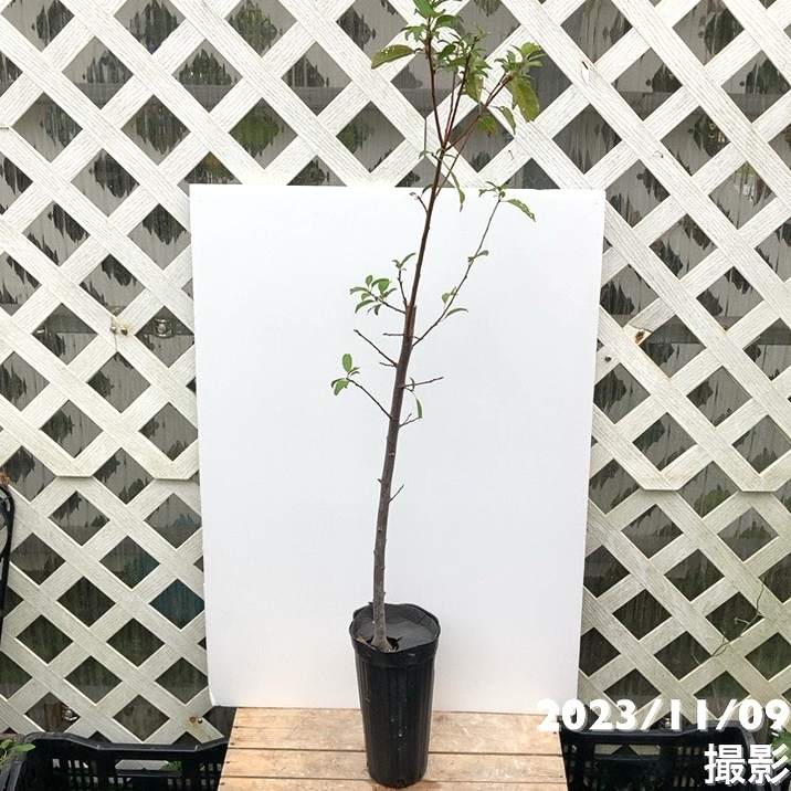 プラム バイオチェリー 4号ロングポット|果樹04-PA