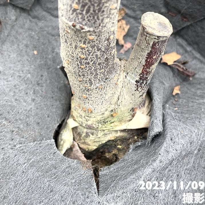 プラム バイオチェリー 4号ロングポット|果樹04-PA